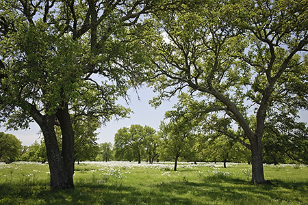 Hill Country Trees and Field in Spring, TX